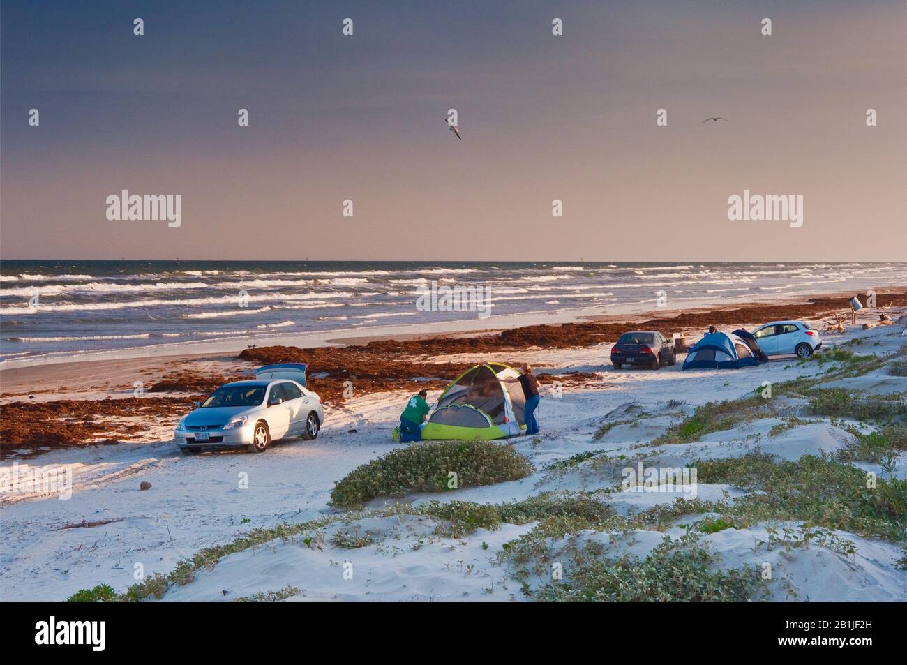 Camping On Beach Covered With Seaweeds Gulf Of Mexico Mustang Island State Park Gulf Coast Texas Usa Stock Photo Alamy