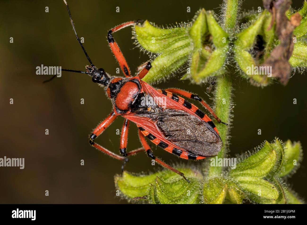 assassin bug (Rhinocoris iracundus, Rhynocoris iracundus), sitting at an infructescence, view from above, Germany Stock Photo