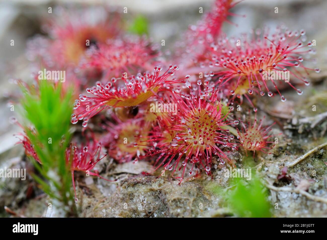 Sundew Plants High Resolution Stock Photography And Images Alamy