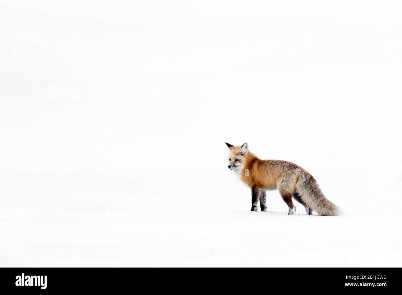 red fox (Vulpes vulpes), stands in snow-covered Yellowstone National Park, USA, Wyoming, Yellowstone National Park Stock Photo