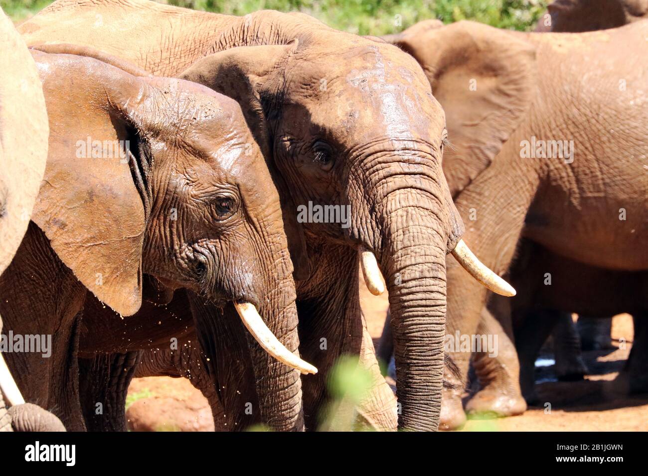 African elephant (Loxodonta africana), mudbath, South Africa, Lowveld, Krueger National Park Stock Photo