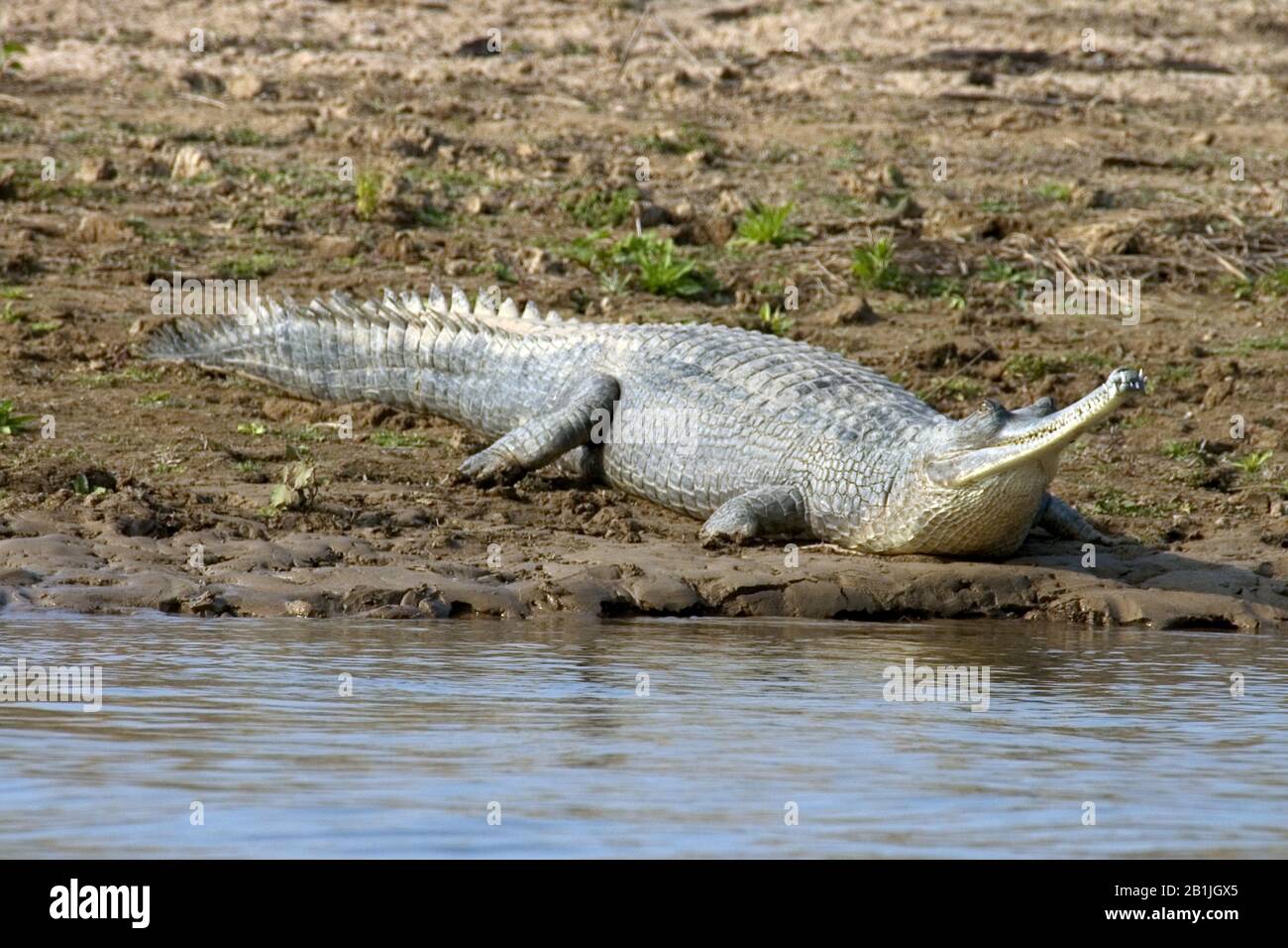 gharial, gavial, Indian gharial (Gavialis gangeticus), lying at Chambal River, India Stock Photo