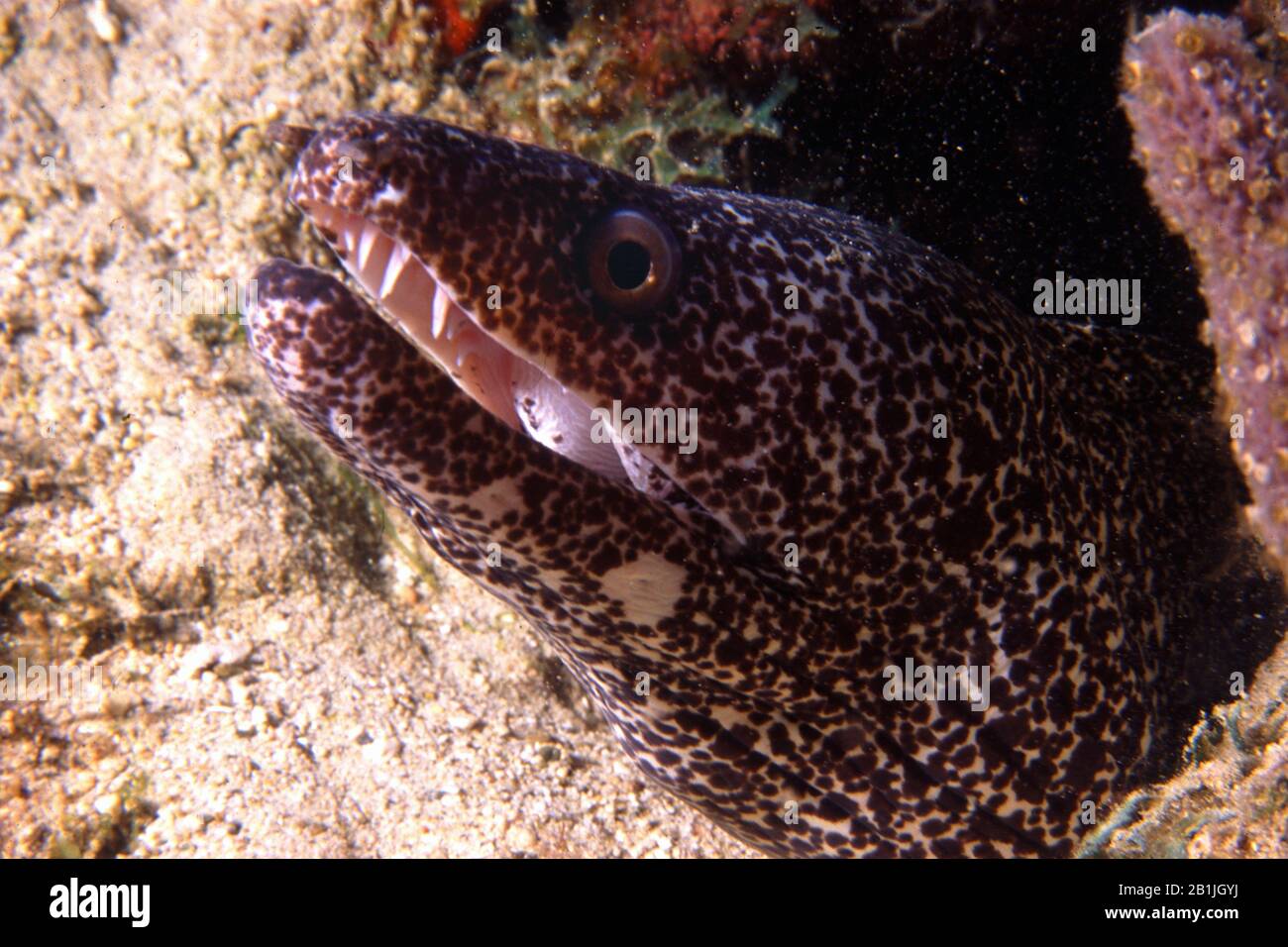 Spotted Moray (Gymnothorax moringa), portrait, Netherlands Antilles, Curacao Stock Photo
