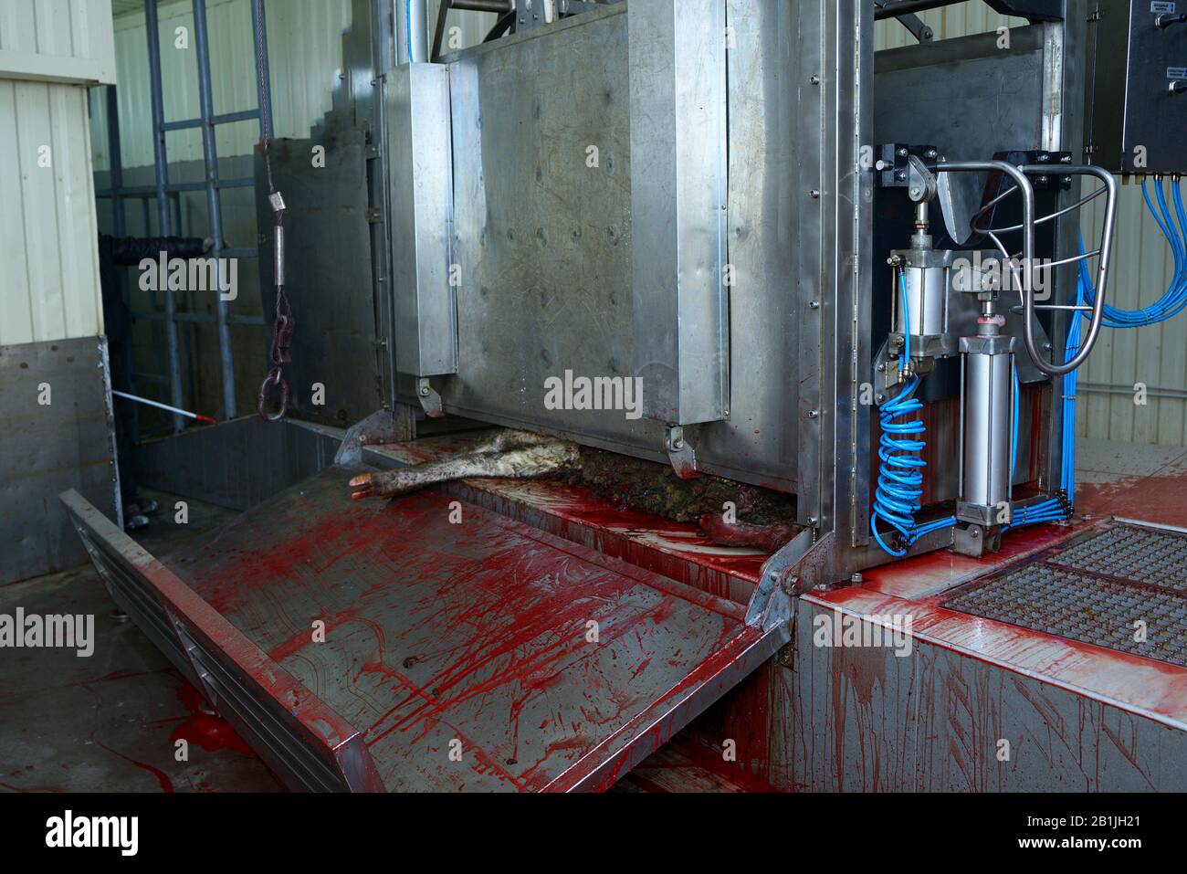 At the slaughterhouse. Stunning pen gate, a caw slaughtered inside Stock Photo