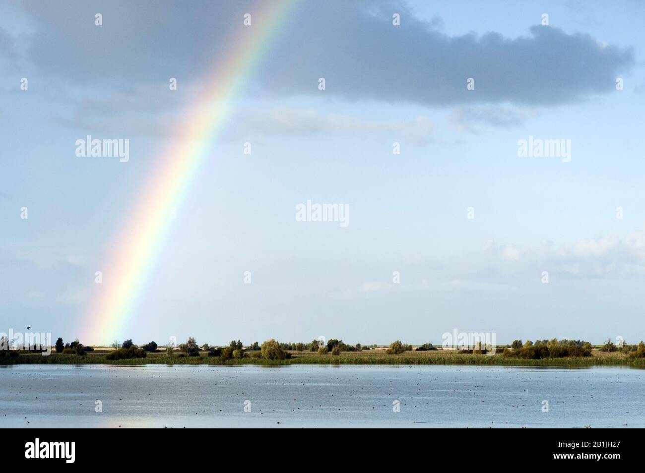 lake with waterbirds and rainbow, Netherlands, Flevoland, Oostvaardersplassen Stock Photo