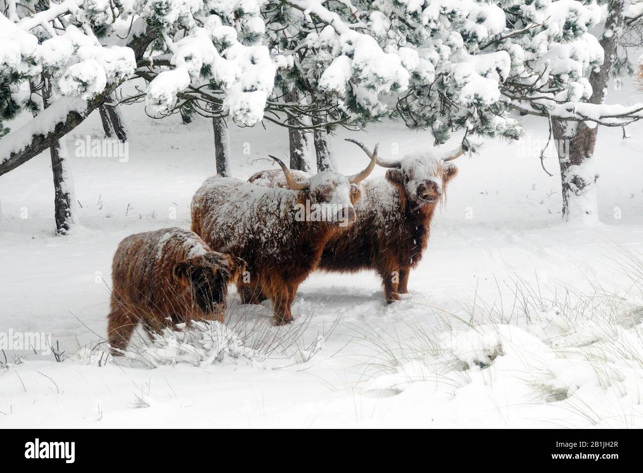 Scottish Highland Cattle, Kyloe, Highland cow, Heelan coo (Bos primigenius f. taurus), under trees in winter, Netherlands, Huisduinen Stock Photo