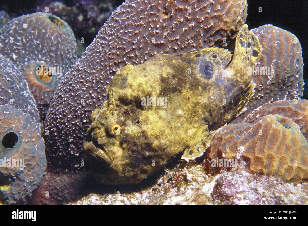 longlure frogfish (Antennarius multiocellatus), Netherlands Antilles, Curacao Stock Photo