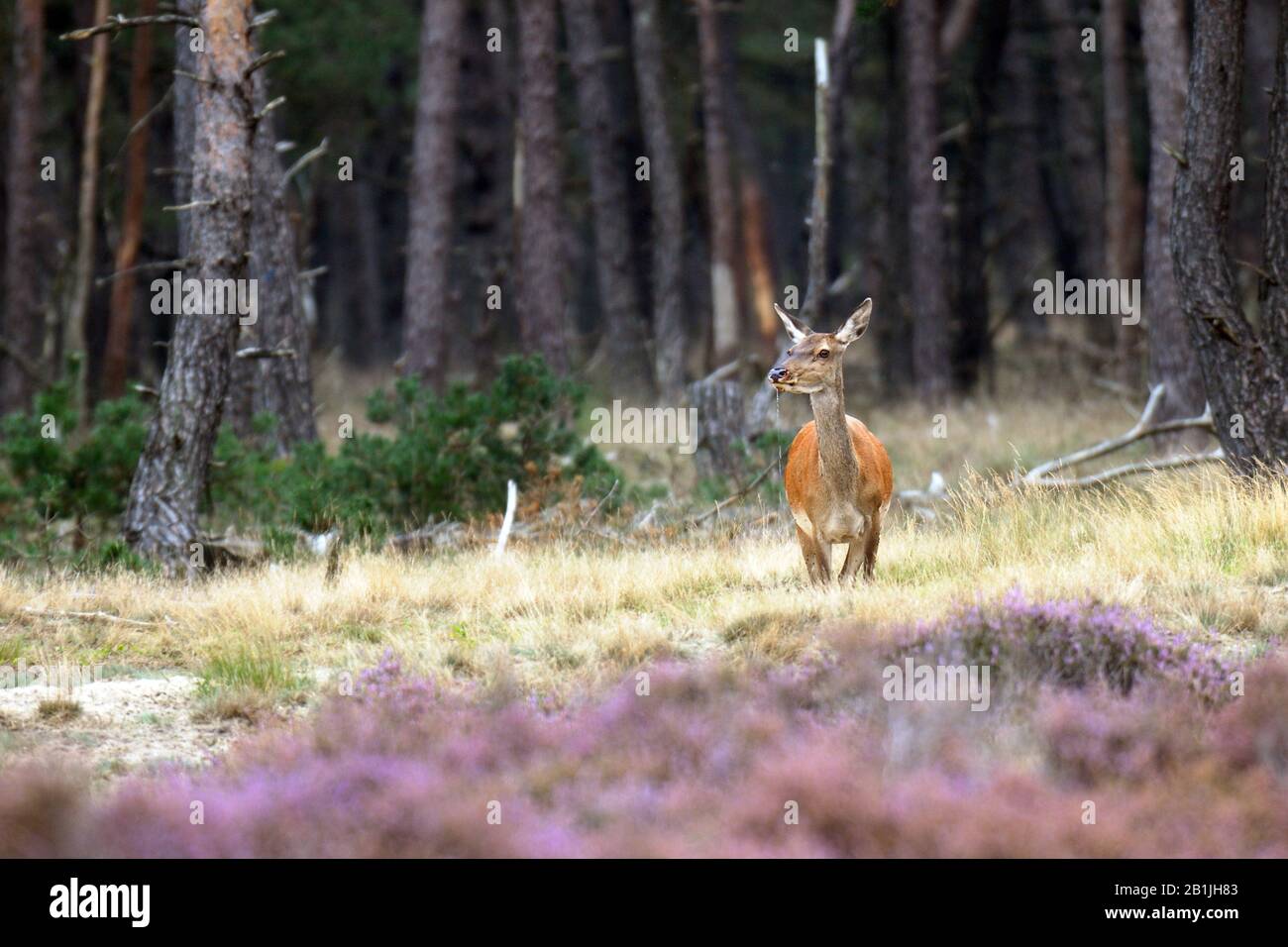 red deer (Cervus elaphus), hind in forest, Netherlands, Gelderland, Hoge Veluwe National Park Stock Photo