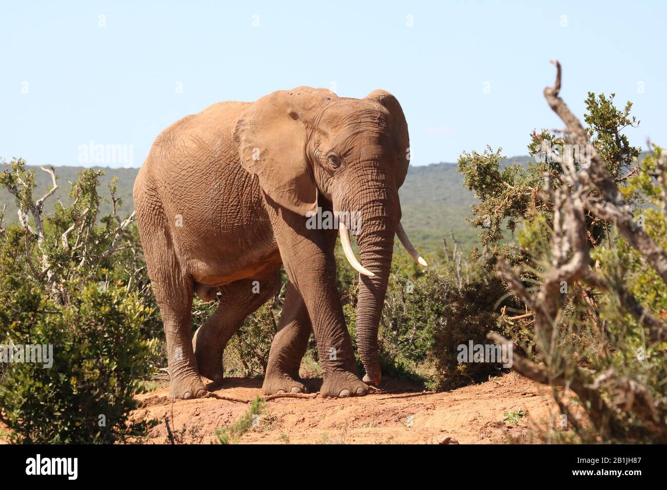 Shrubland animals hires stock photography and images Alamy