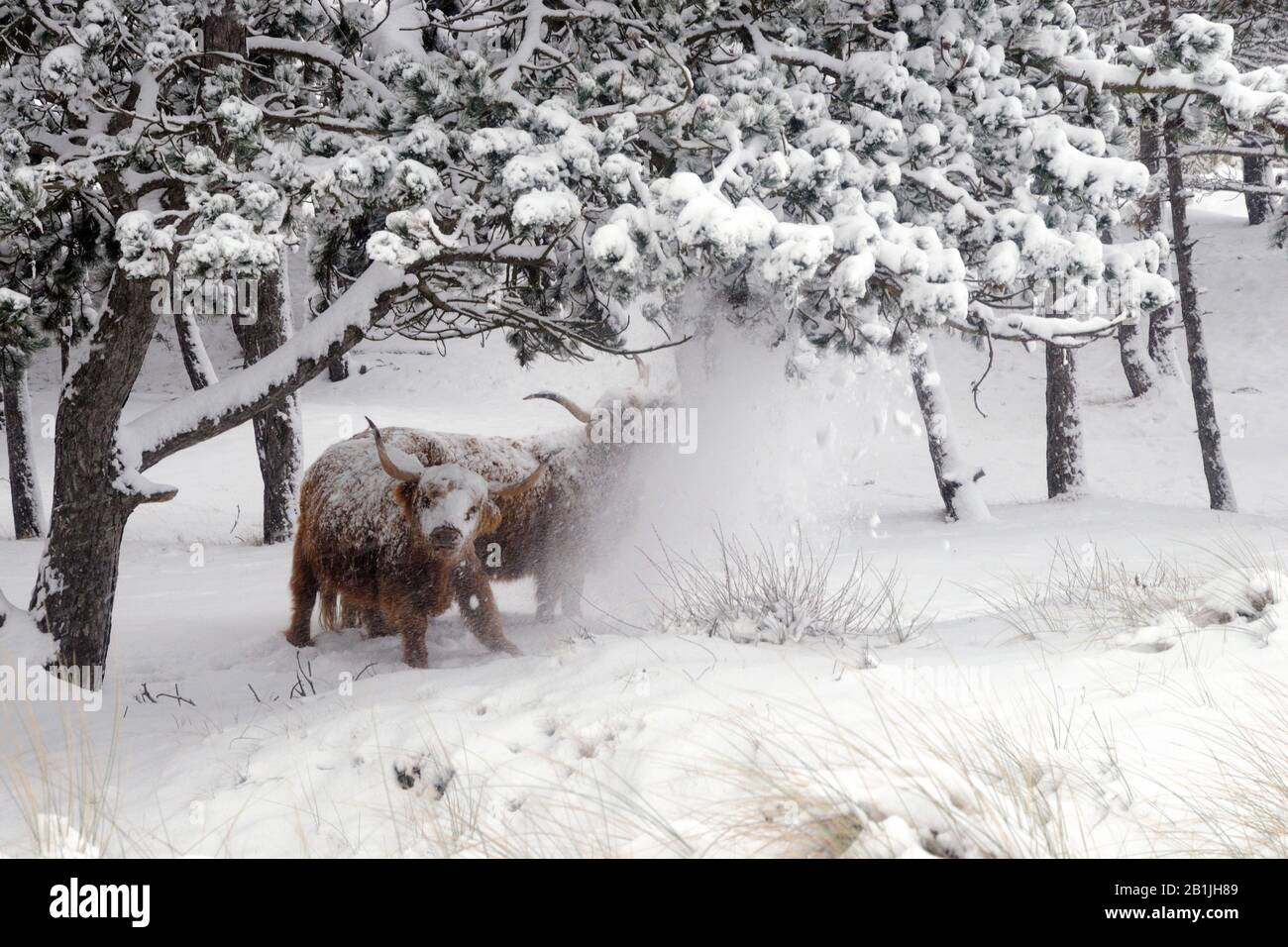Scottish Highland Cattle, Kyloe, Highland cow, Heelan coo (Bos primigenius f. taurus), under trees in winter, Netherlands, Huisduinen Stock Photo