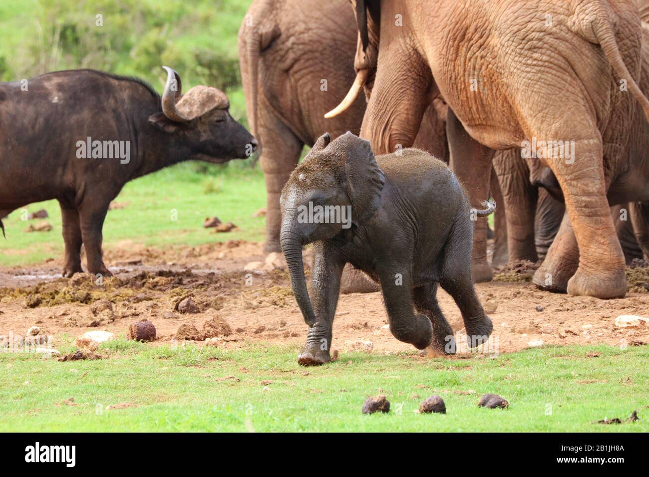 Juvenile African Buffalo High Resolution Stock Photography And Images Alamy