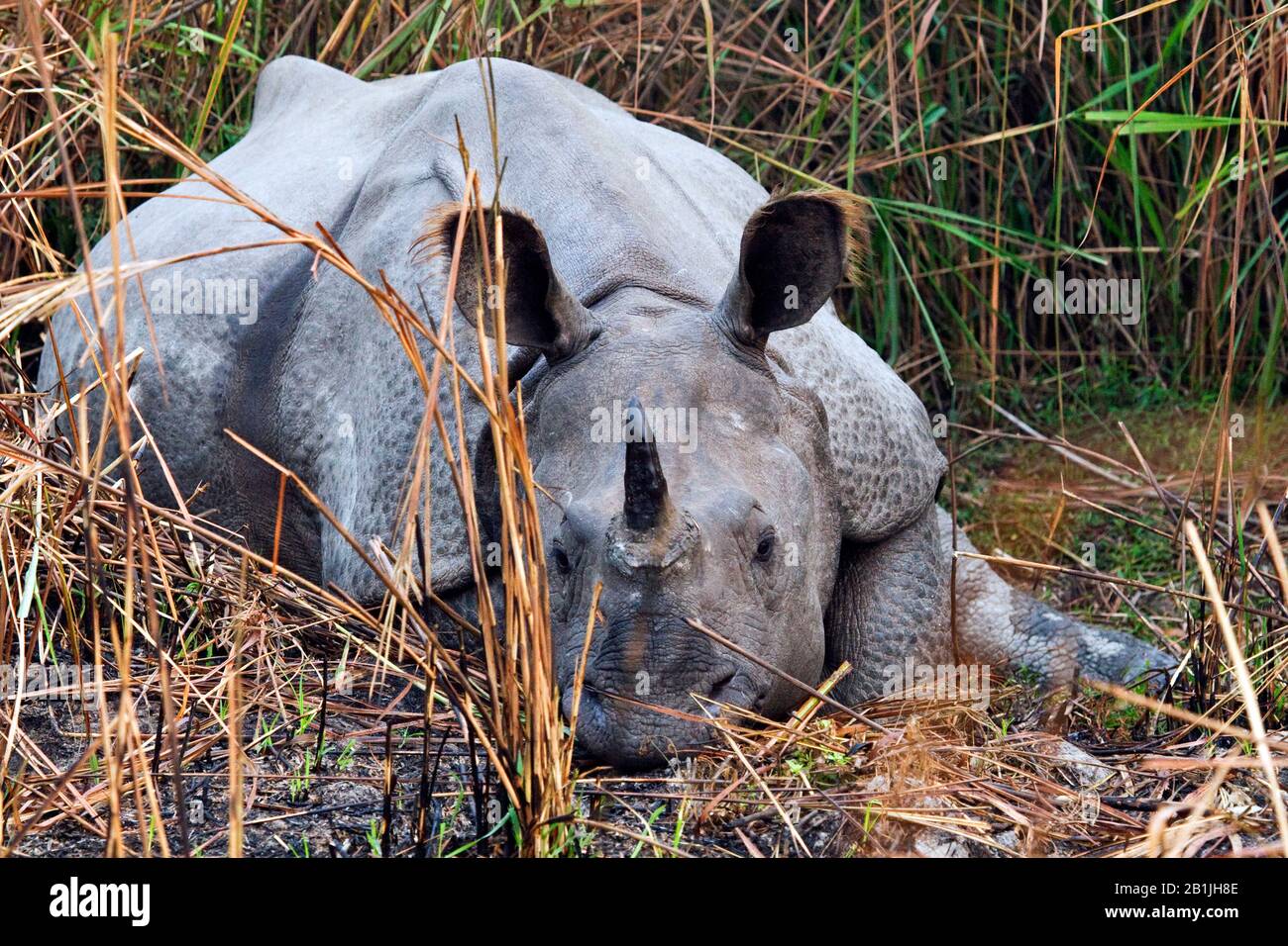 Greater Indian Rhinoceros Great Indian One Horned Rhinoceros