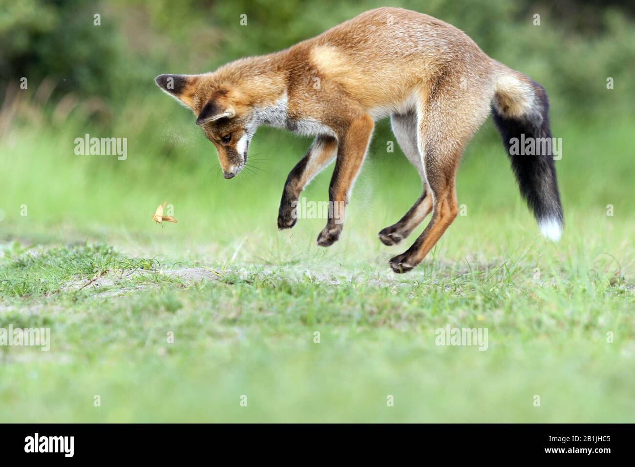 red fox (Vulpes vulpes), jumping, hunting butterfly, Netherlands, Northern Netherlands Stock Photo