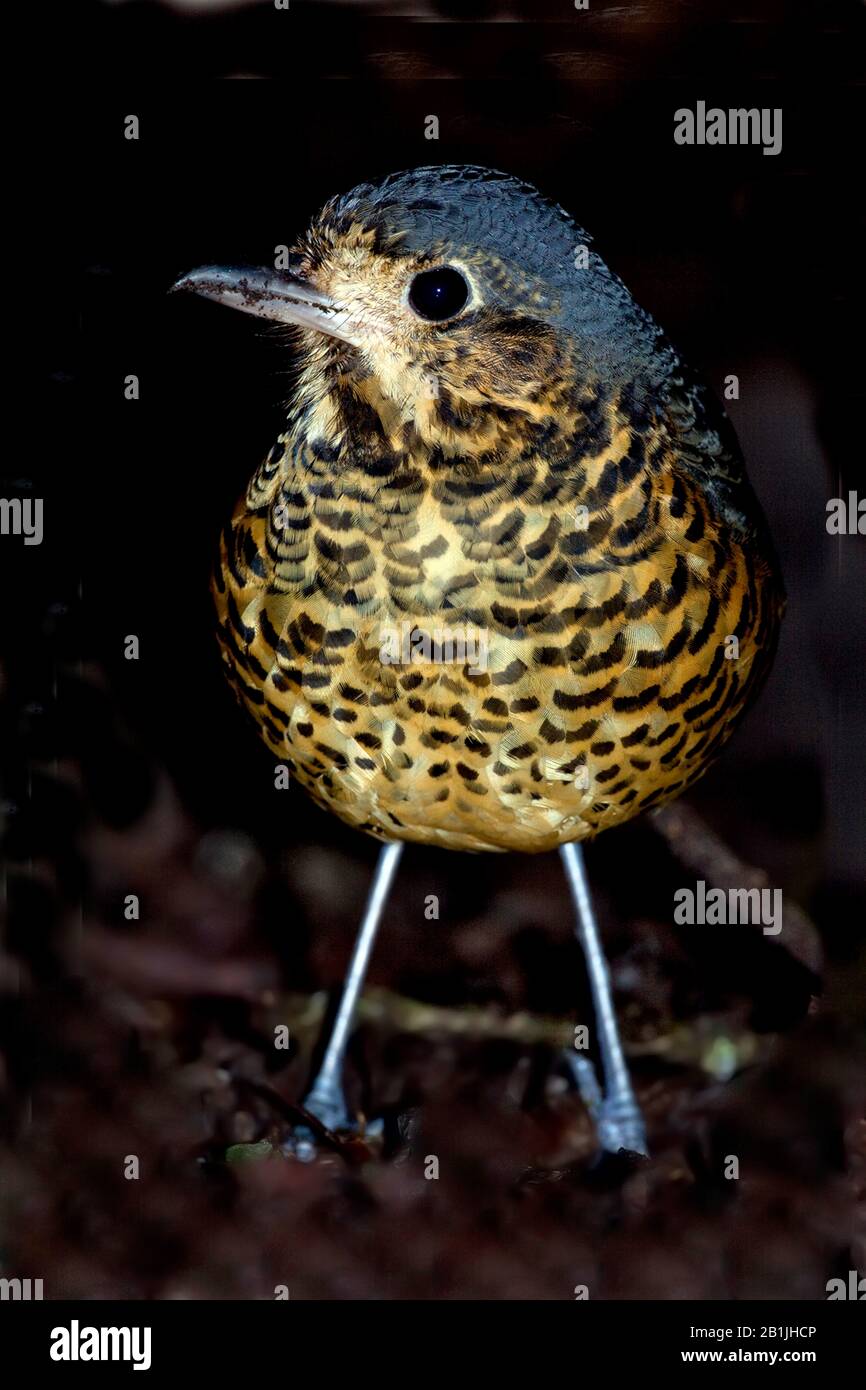 undulated antpitta (Grallaria squamigera), species often associated with Chusquea bamboo thickets, South America Stock Photo
