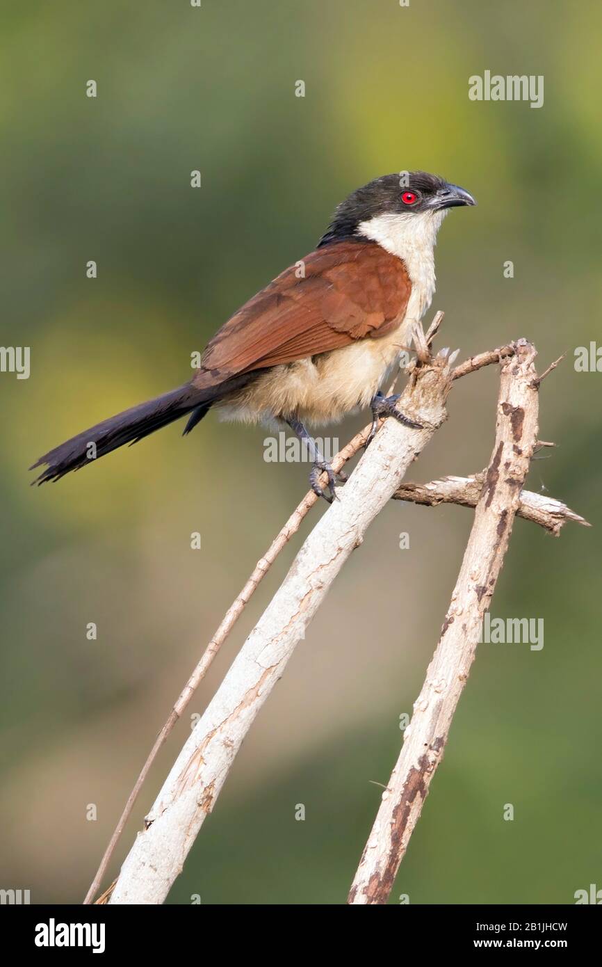 Senegal coucal (Centropus senegalensis), perched on a tree, Senegal Stock Photo