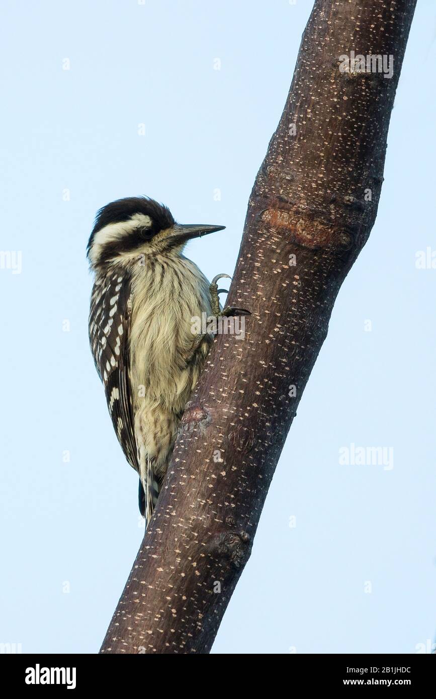 Sunda Pygmy Woodpecker,  (Dendrocopos moluccensis grandis), on a tree, Asia Stock Photo
