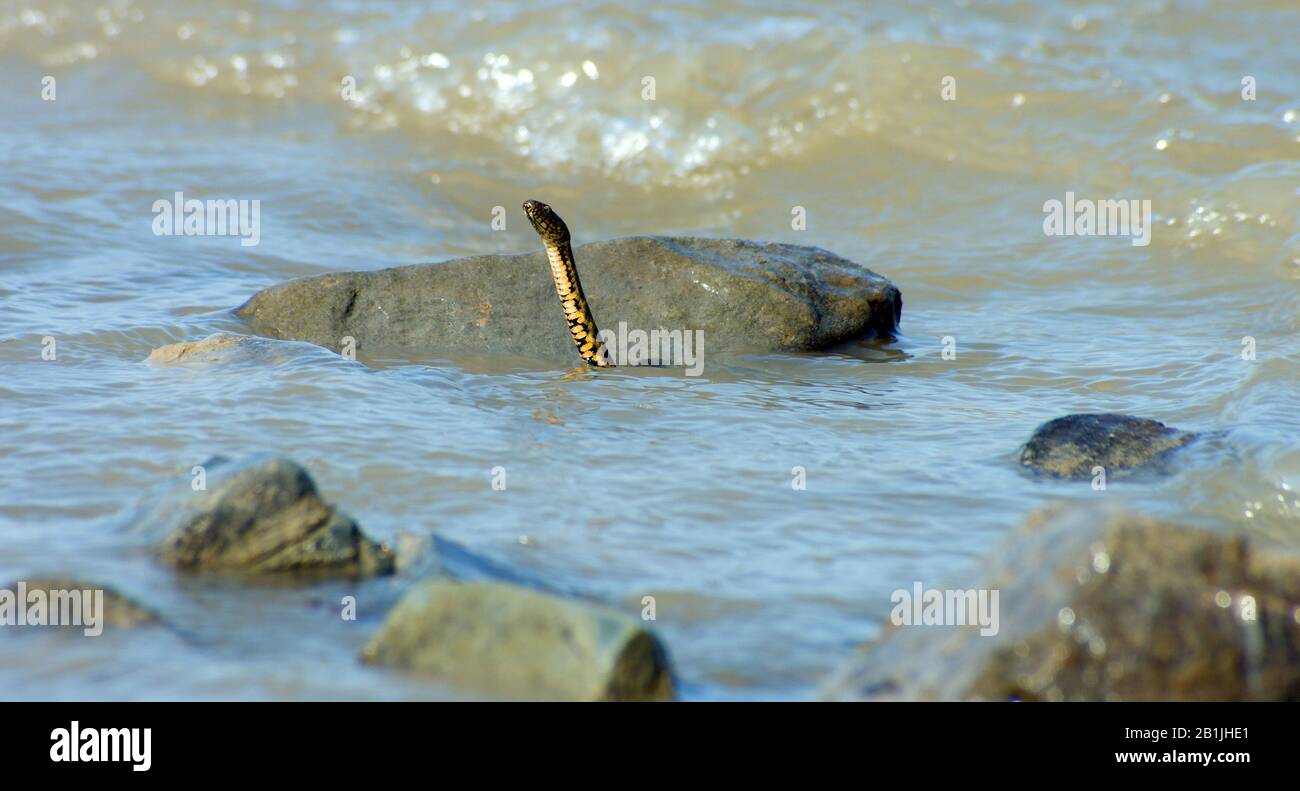 dice snake (Natrix tessellata), looking out the sea, portait, Romania, Black Sea, Romania, Dobrudscha Stock Photo