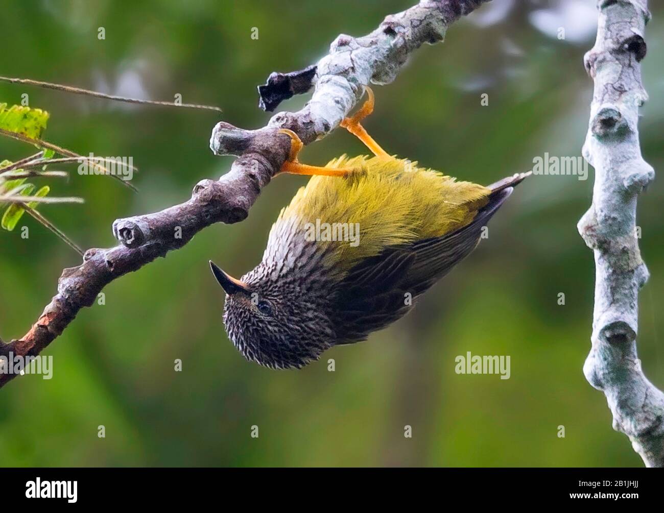 tithylia (Pholidornis rushiae), foraging upside down, Africa Stock
