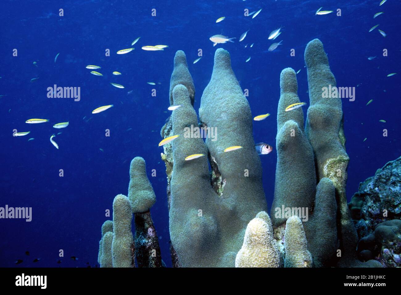 Pillar coral (Dendrogyra cylindricus), Netherlands Antilles, Curacao Stock Photo