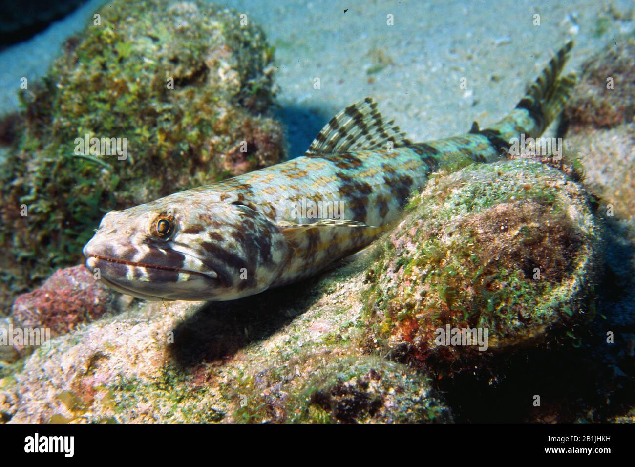 sand diver (Synodus intermedius), Netherlands Antilles, Curacao Stock Photo