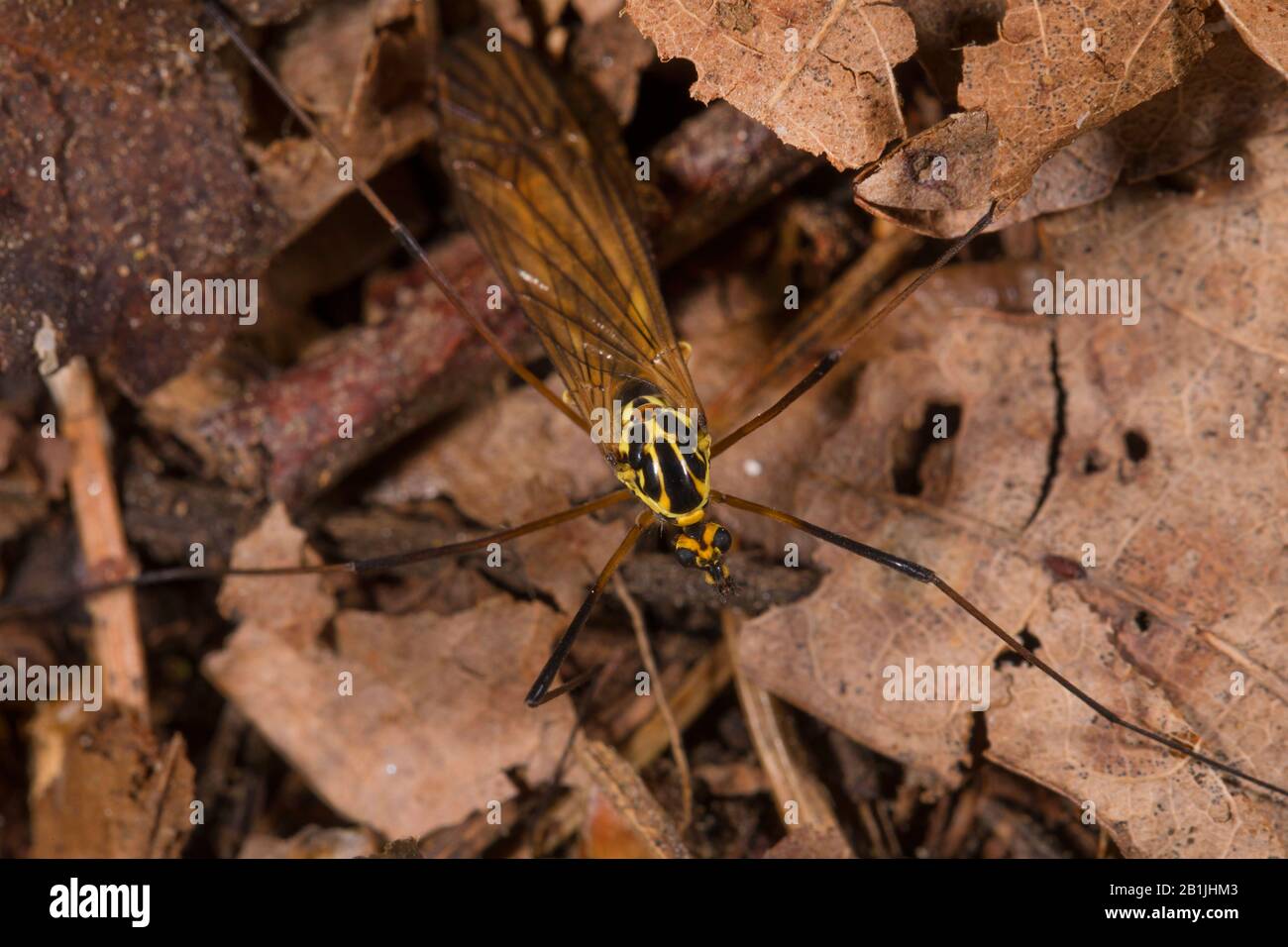 spotted crane fly (Nephrotoma appendiculata), sitting on autumn leaves, view from above, Germany Stock Photo