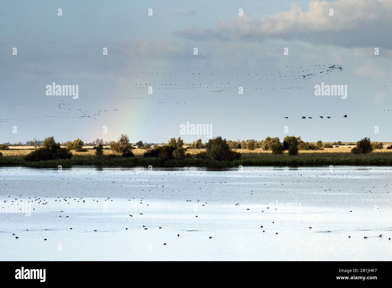 Migrating birds over a lake with a rainbow, Netherlands, Flevoland, Oostvaardersplassen Stock Photo