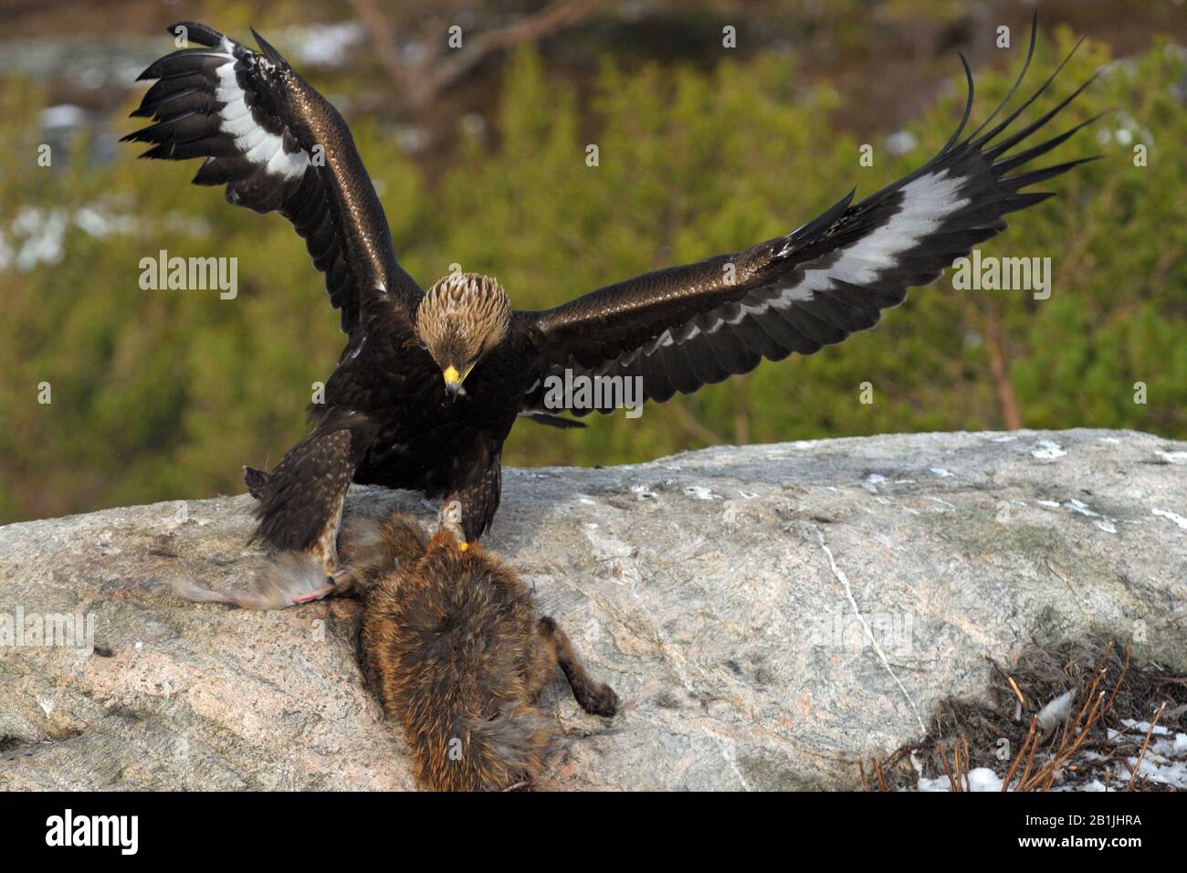 golden eagle (Aquila chrysaetos), with caught fox, Norway, Molde Stock Photo