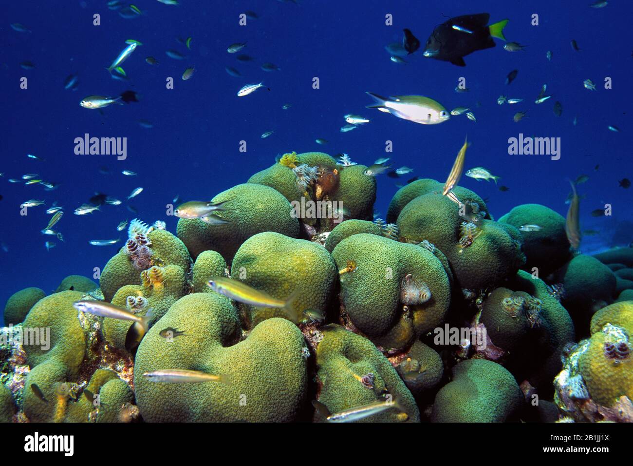 Lobed Star Coral (Montastraea annularis), with various fishes, Netherlands Antilles, Curacao Stock Photo