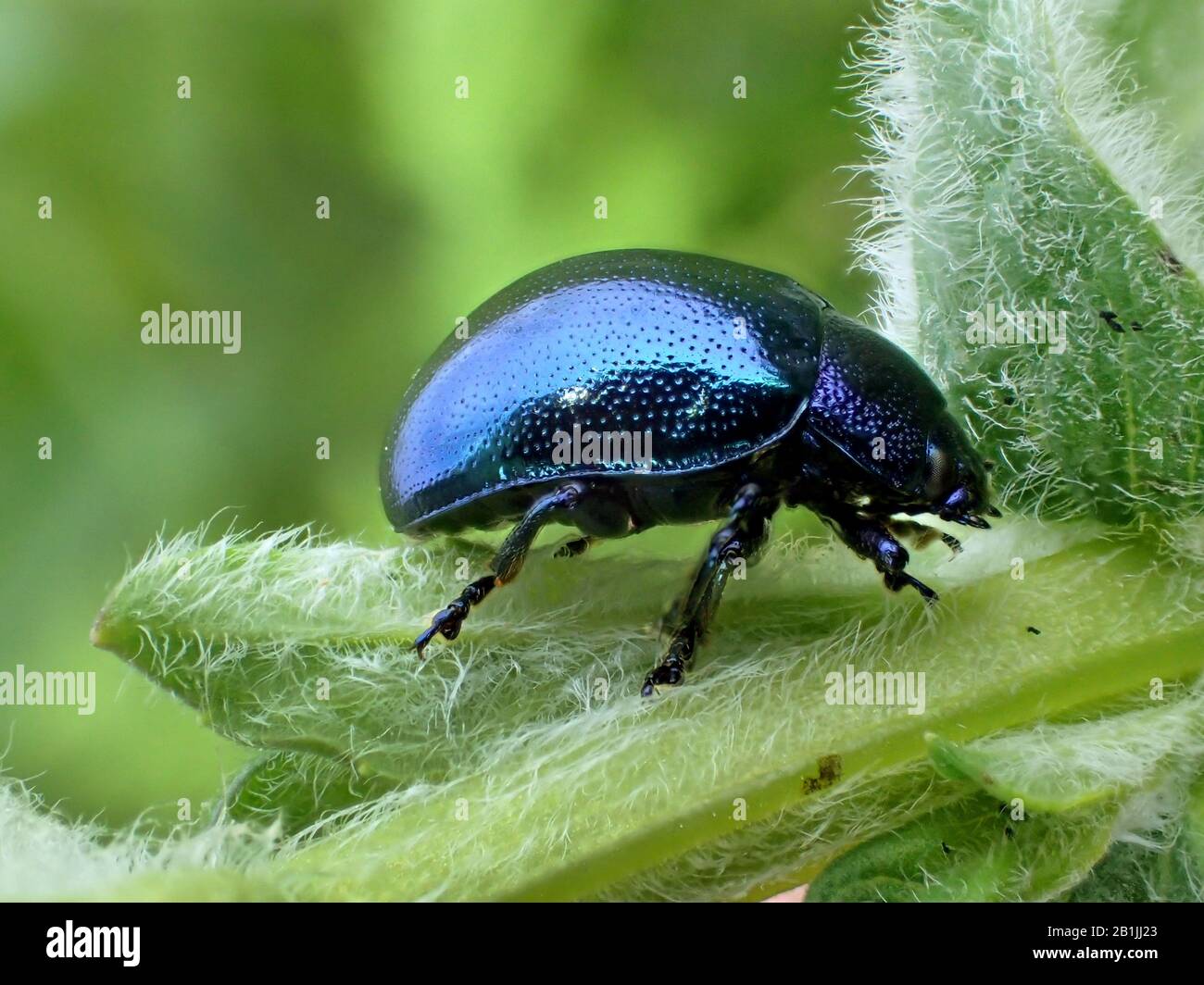 Mint leaf beetle (Chrysolina coerulans, Chrysomela coerulans), sitting on an infructescence, side view, Romania Stock Photo