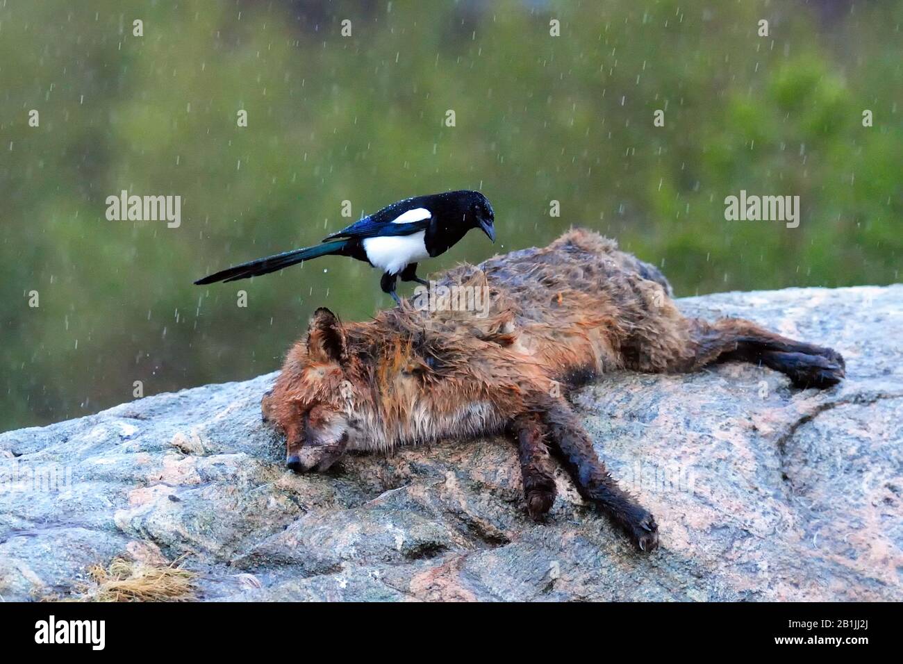 black-billed magpie (Pica pica), perching on a dead fox, side view, Norway Stock Photo