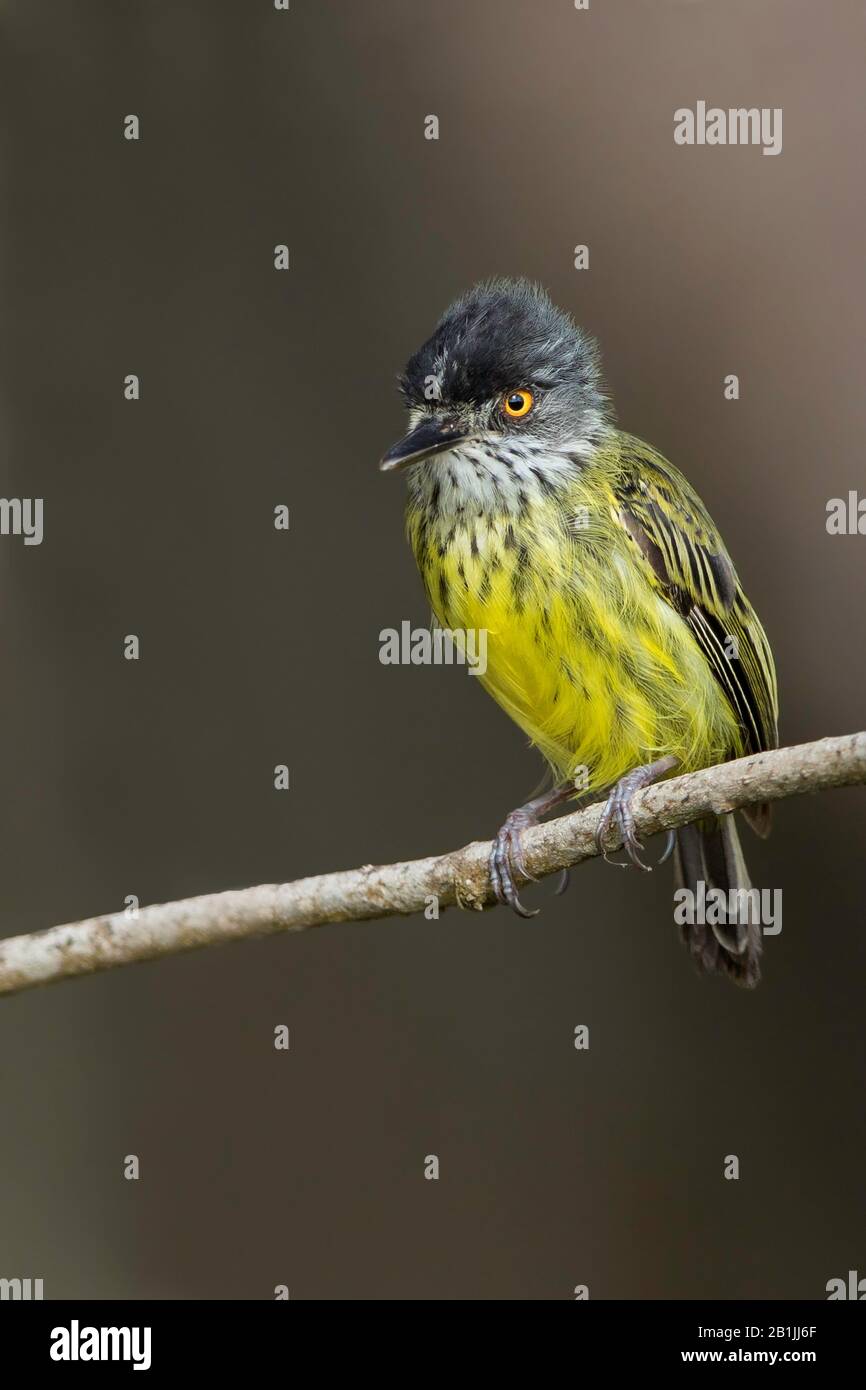 spotted tody flycatcher (Todirostrum maculatum), perched on a branch, South America Stock Photo