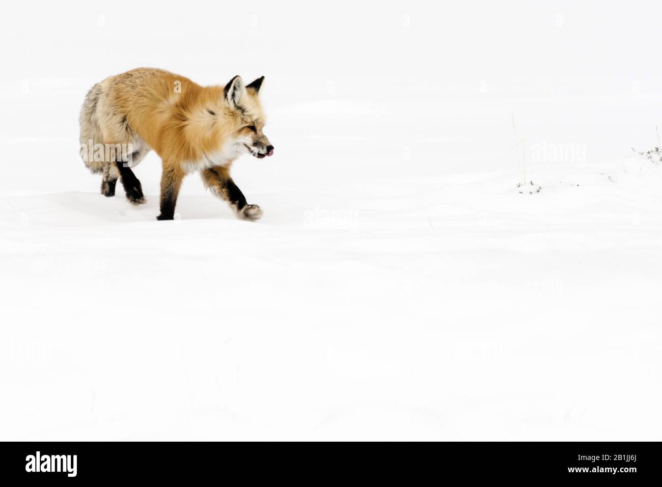 red fox (Vulpes vulpes), walks in snow-covered Yellowstone National Park, USA, Wyoming, Yellowstone National Park Stock Photo