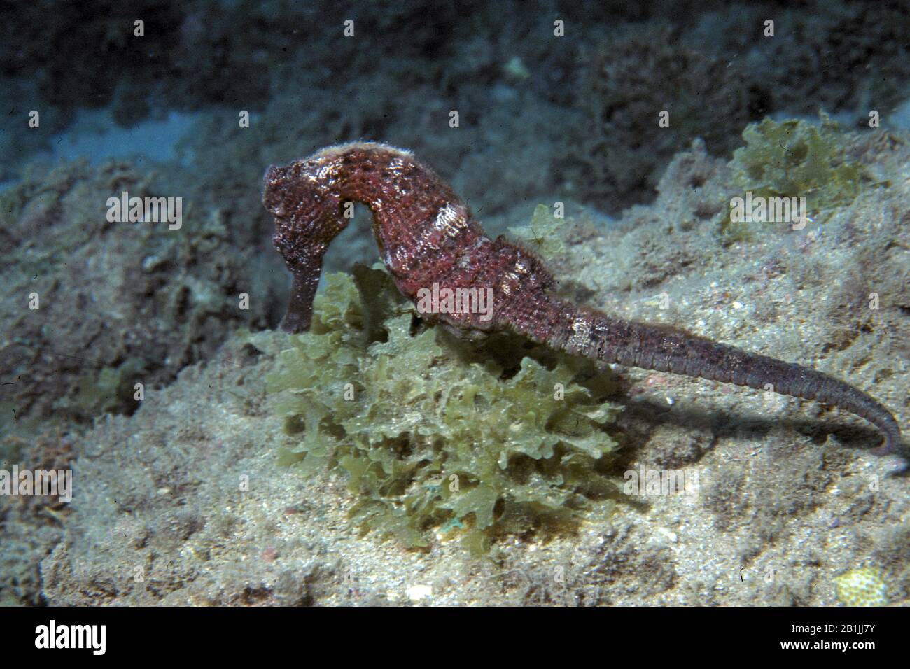 Brazilian seahorse, Brazilian colored seahorse, longsnout seahorse (Hippocampus reidi), lateral view, Netherlands Antilles, Curacao Stock Photo