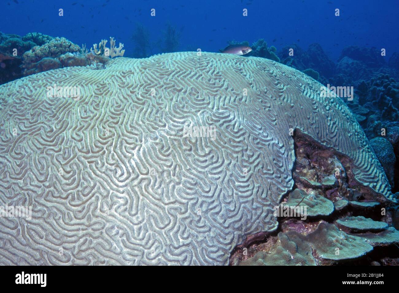 symmetrical brain coral (Diploria strigosa), Netherlands Antilles, Curacao Stock Photo