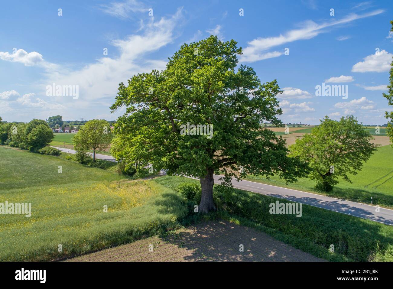 common oak, pedunculate oak, English oak (Quercus robur. Quercus pedunculata), oak on the roadside in field scenery, aerial view, Germany, Bavaria, Oberbayern, Upper Bavaria, Kirchamper Stock Photo