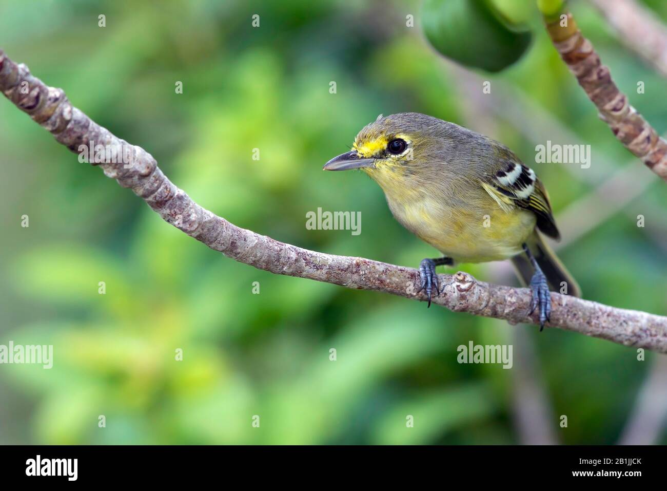 thick-billed vireo (Vireo crassirostris), on a branch, The Bahamas Stock Photo
