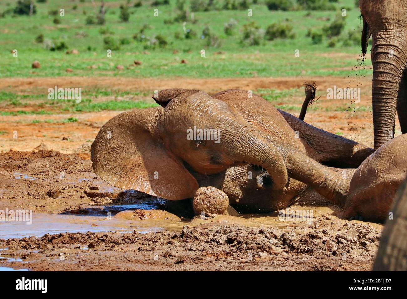 African elephant (Loxodonta africana), mudbath, South Africa, Lowveld, Krueger National Park Stock Photo
