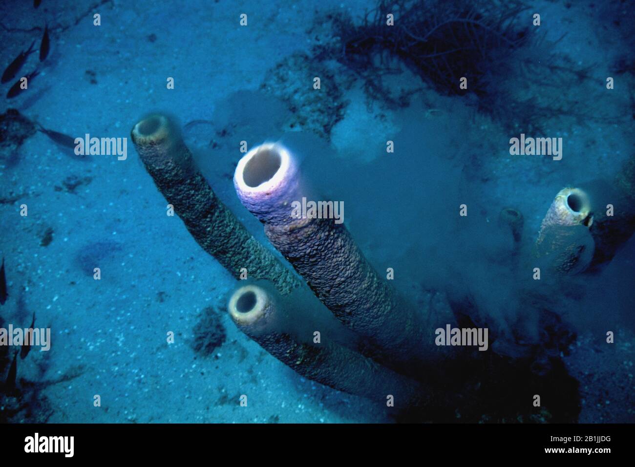 tube sponge, branching vase sponge (Callyspongia vaginalis), Netherlands Antilles, Curacao Stock Photo