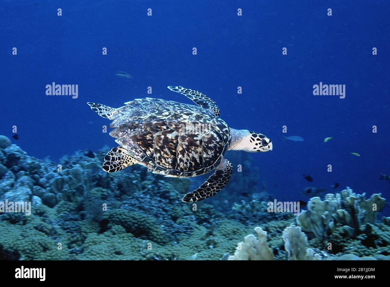 hawksbill turtle, hawksbill sea turtle (Eretmochelys imbricata), Netherlands Antilles, Curacao Stock Photo