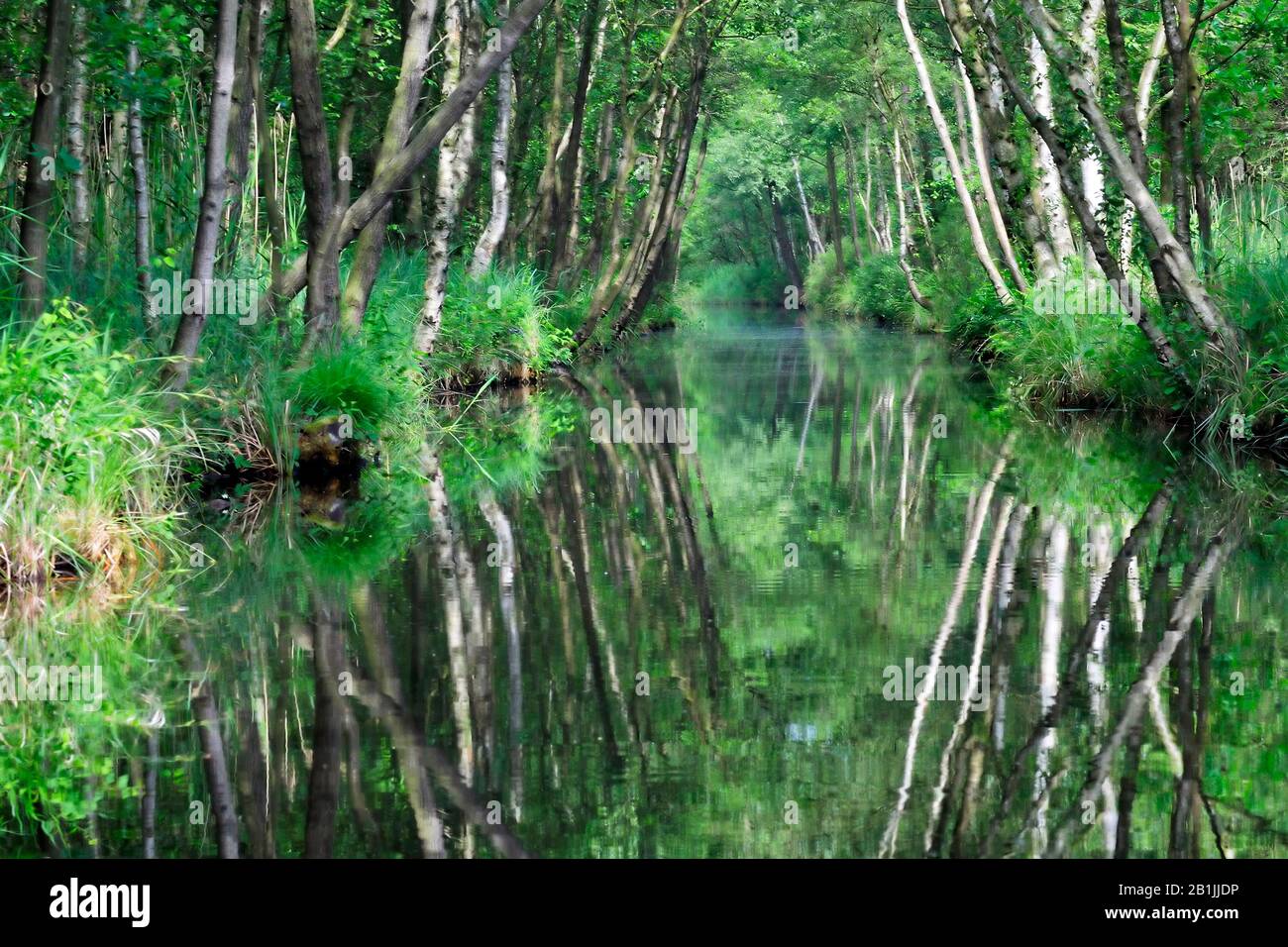 river with reflexion, Netherlands, Overijssel, Weerribben-Wieden National Park Stock Photo