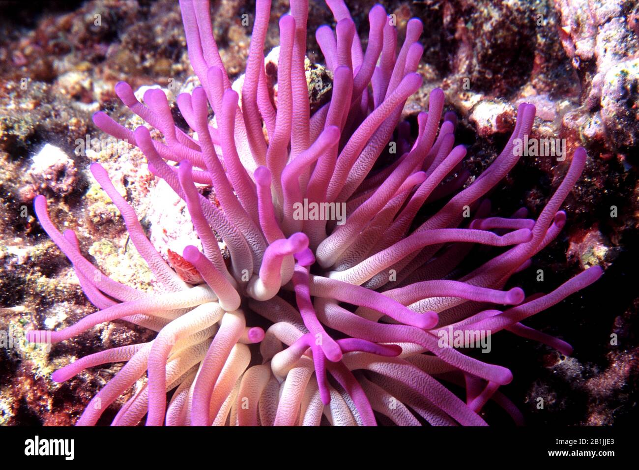 giant Caribbean anemone, pink-tipped anemone, condy anemone, Atlantic anemone (Condylactis gigantea), Netherlands Antilles, Curacao Stock Photo