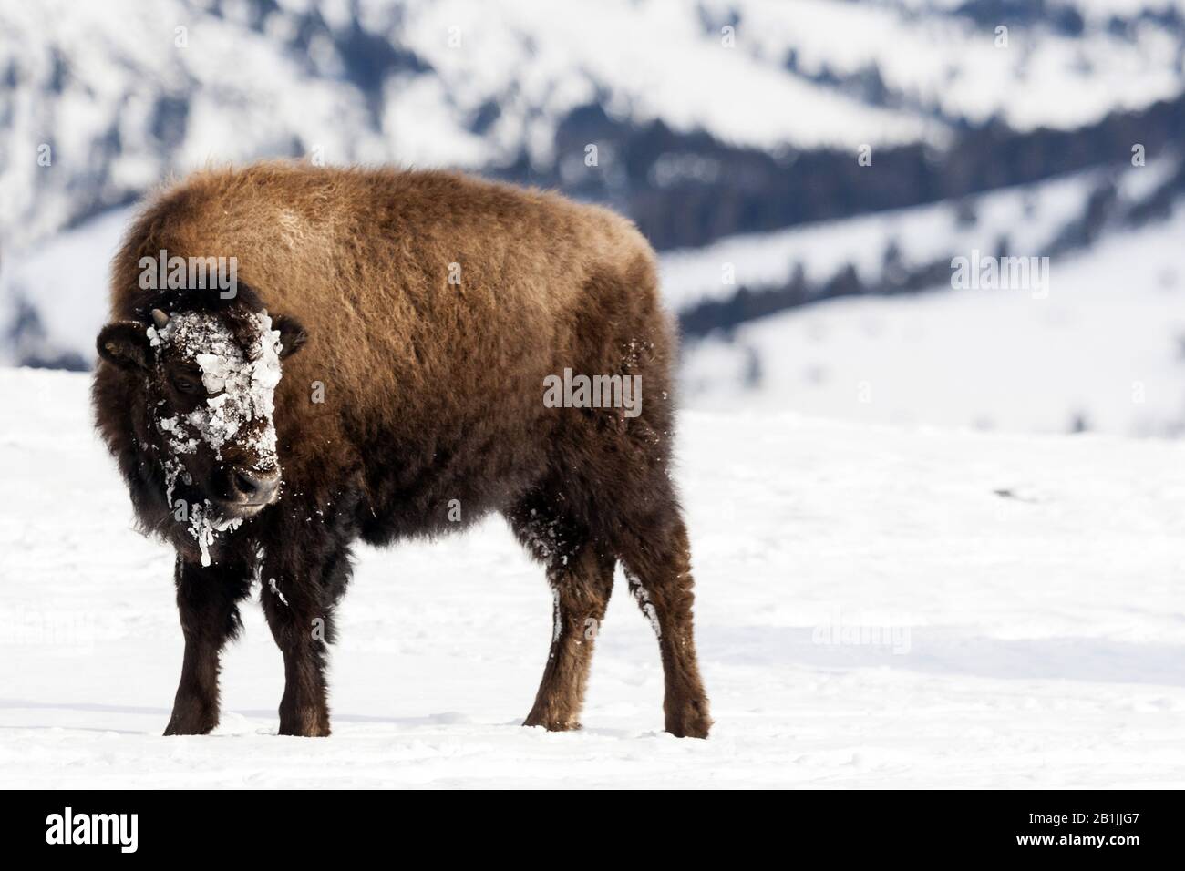 American bison in snow hi-res stock photography and images - Alamy