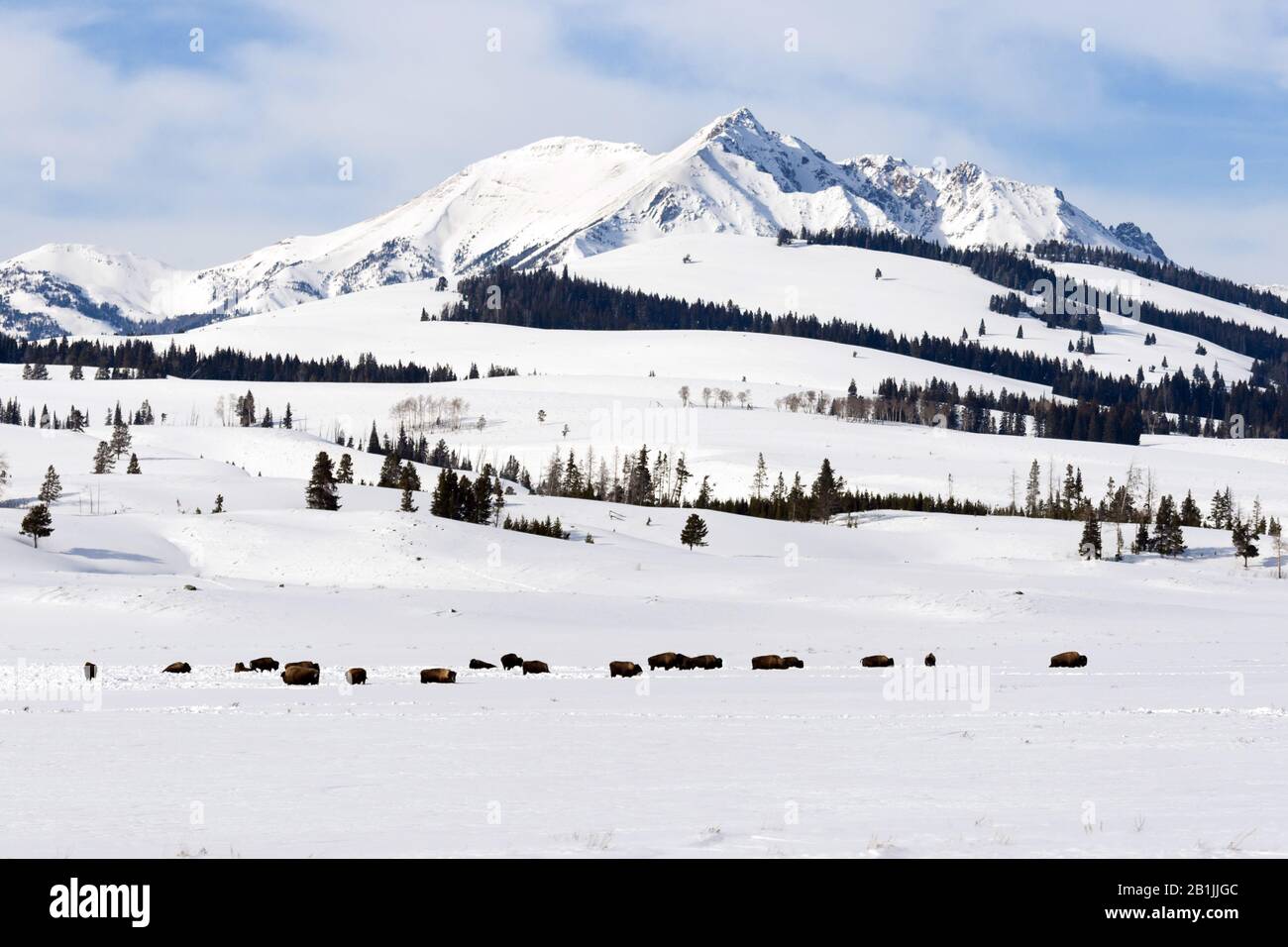 American bison, buffalo (Bison bison), herd grazing in snow-covered Yellowstone National Park, USA, Wyoming, Yellowstone National Park Stock Photo