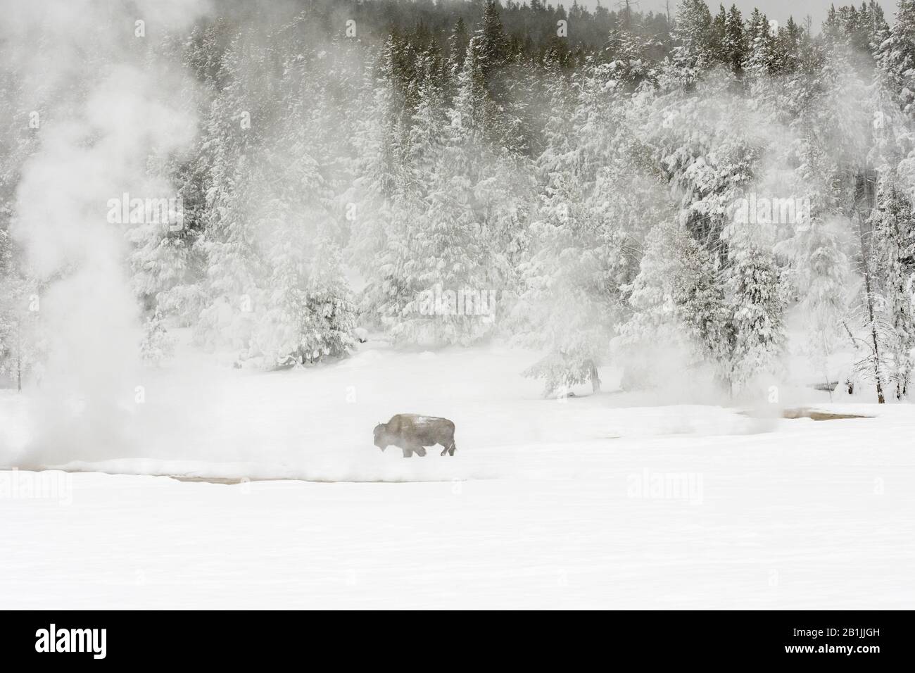 American bison, buffalo (Bison bison), in snowy landscape, USA, Wyoming, Yellowstone National Park Stock Photo