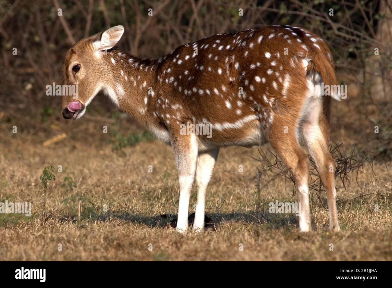 spotted deer, axis deer, chital (Axis axis, Cervus axis), female