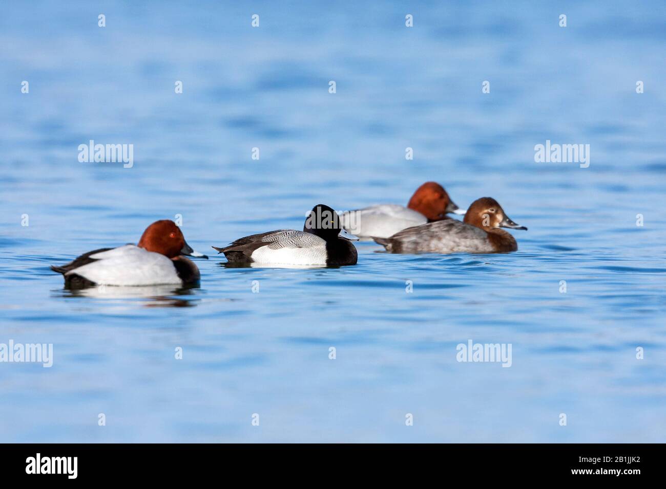 Lesser scaup (Aythya affinis), swimming drake with common pochards ...