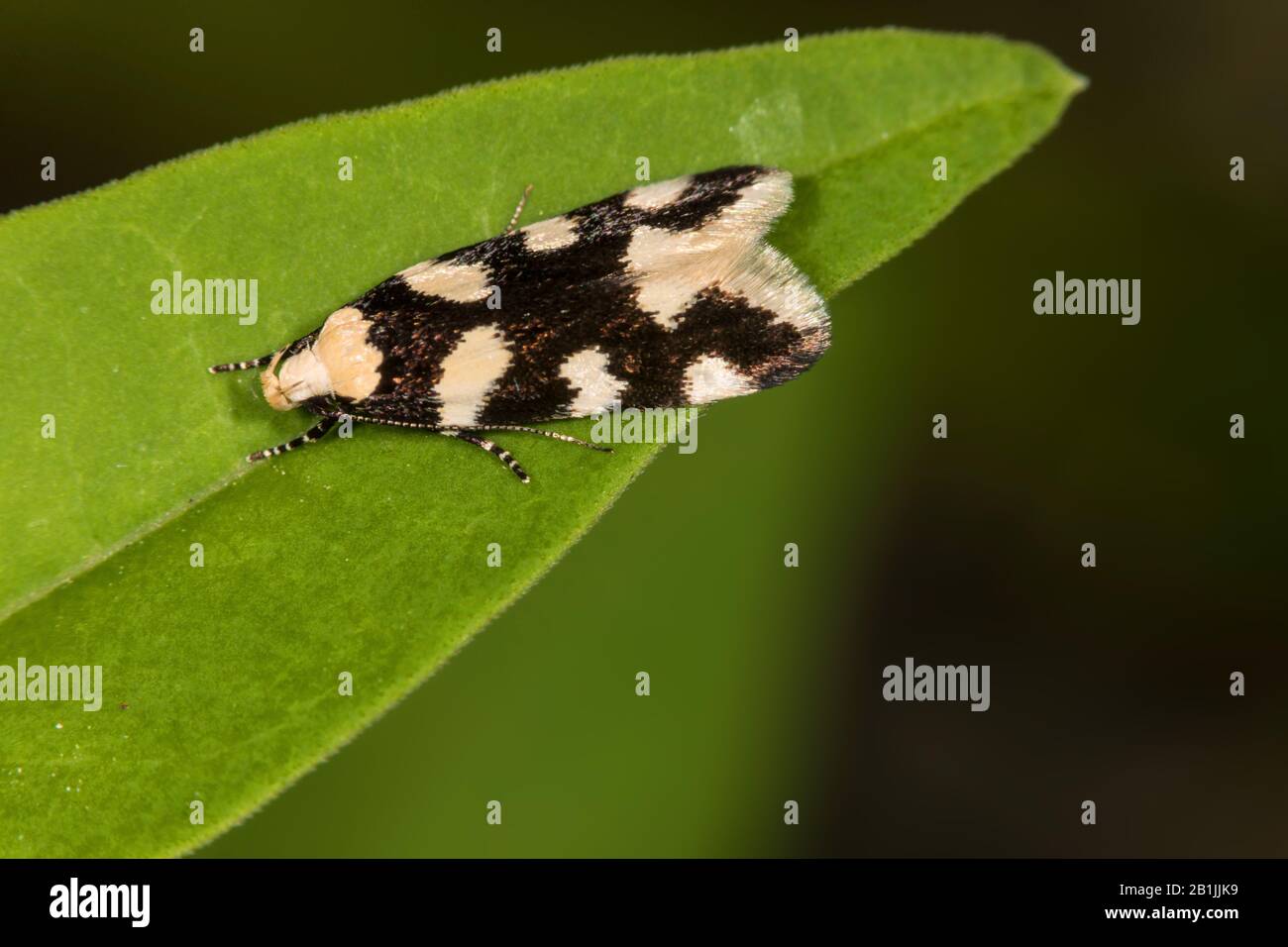 gelechioid moth (Pseudotelphusa tessella), sitting on a leaf, view from above, Germany Stock Photo