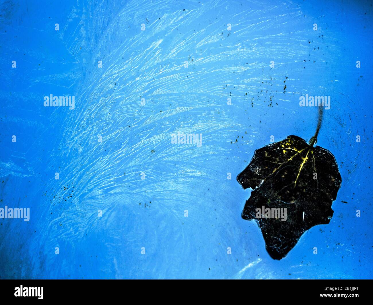 Leaf frozen in ice crystals, Netherlands, Frisia Stock Photo - Alamy