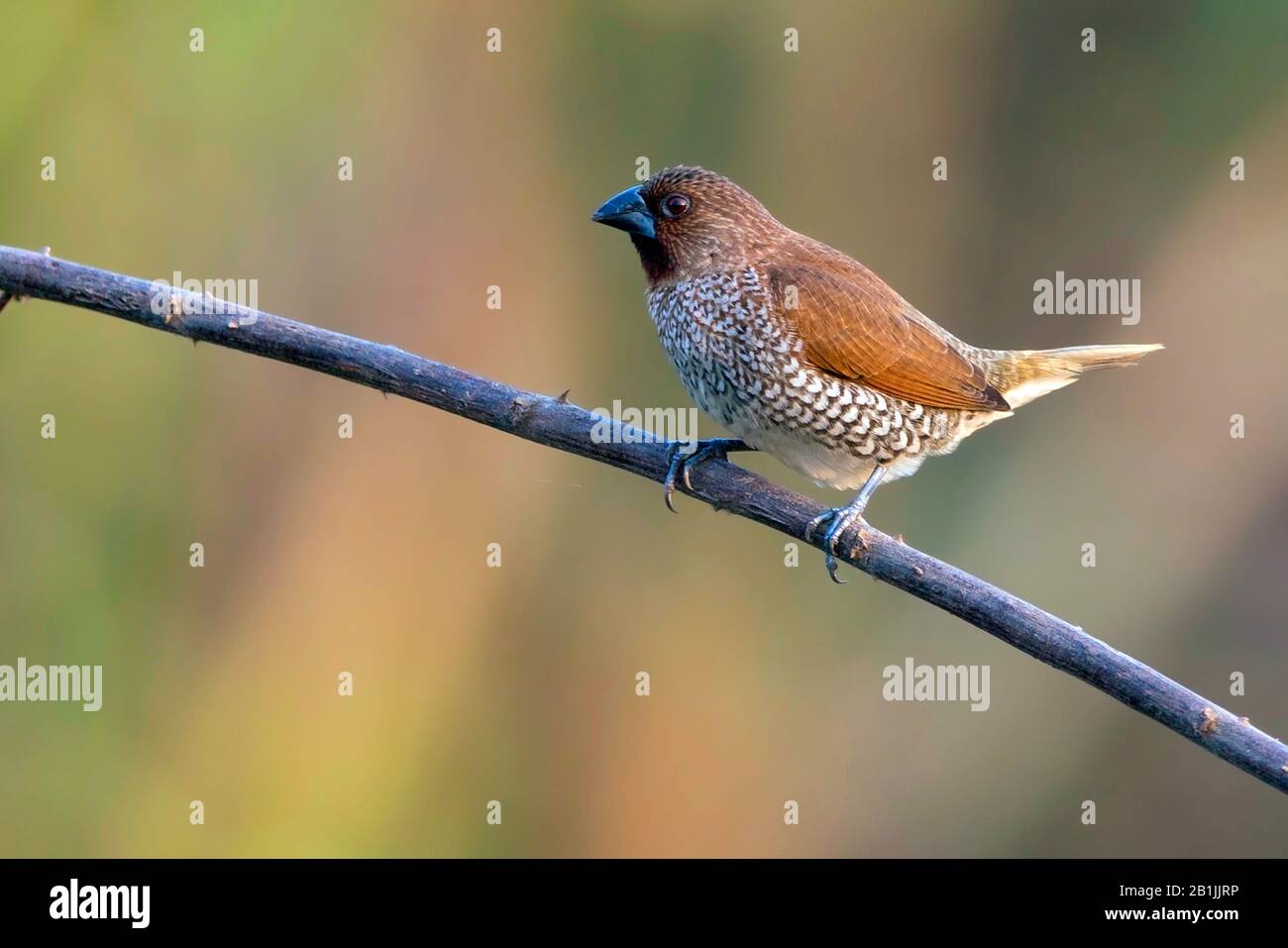 nutmeg mannikin (Lonchura punctulata), known in the pet trade as nutmeg mannikin or spice finch, is a sparrow-sized estrildid finch found in tropical Asia, Asia Stock Photo