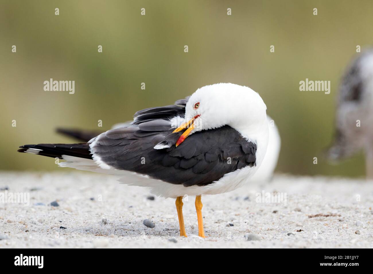 lesser black-backed gull (Larus fuscus intermedius, Larus intermedius), preening, Germany Stock Photo